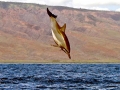 Spinner Dolphin