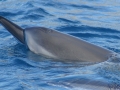 Spinner Dolphin