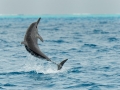 Spinner Dolphin