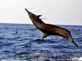 Spinner Dolphin
