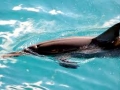 Spinner Dolphin
