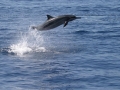 Spinner Dolphin