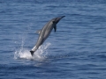 Spinner Dolphin