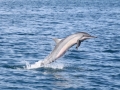 Spinner Dolphin