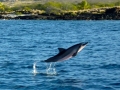 Spinner Dolphin