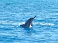 Spinner Dolphin