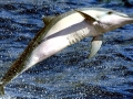 Spinner Dolphin