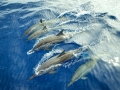 Spinner Dolphin