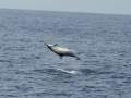 Spinner Dolphin