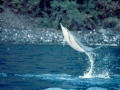 Spinner Dolphin