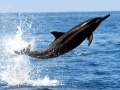 Spinner Dolphin