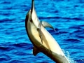 Spinner Dolphin