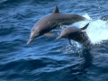 Spinner Dolphin