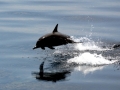 Spinner Dolphin