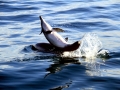 Spinner Dolphin