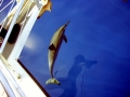 Spinner Dolphin
