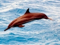 Spinner Dolphin