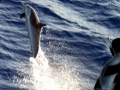 Spinner Dolphin