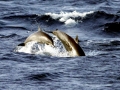 Spinner Dolphin