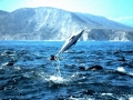 Spinner Dolphin
