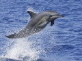 Spinner Dolphin