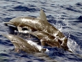 Spinner Dolphin