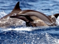 Spinner Dolphin
