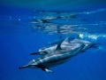 Spinner Dolphin