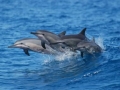 Spinner Dolphin