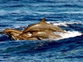 Spinner Dolphin