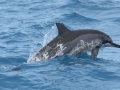 Spinner Dolphin