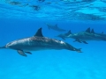 Spinner Dolphin