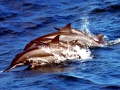Spinner Dolphin
