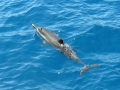 Spinner Dolphin
