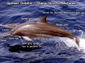 Spinner Dolphin
