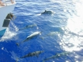 Spinner Dolphin