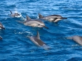 Spinner Dolphin