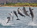 Spinner Dolphin