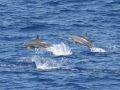 Spinner Dolphin