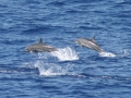 Spinner Dolphin