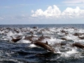 Spinner Dolphin