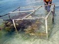 Spiny Lobster