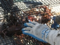Spiny Lobster
