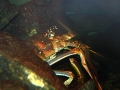 Spiny Lobster