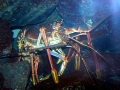 Spiny Lobster