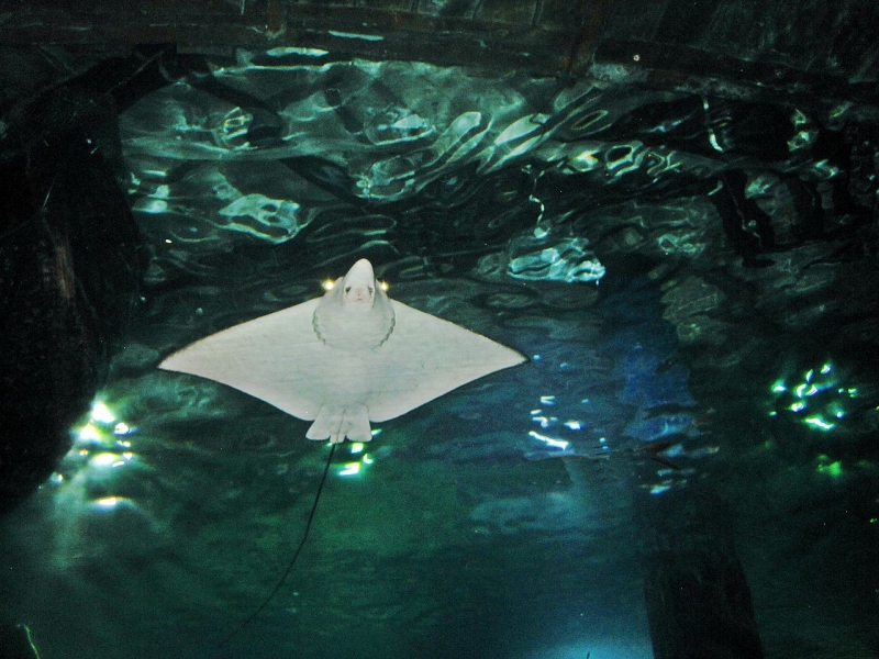 Spotted Eagle Stingray