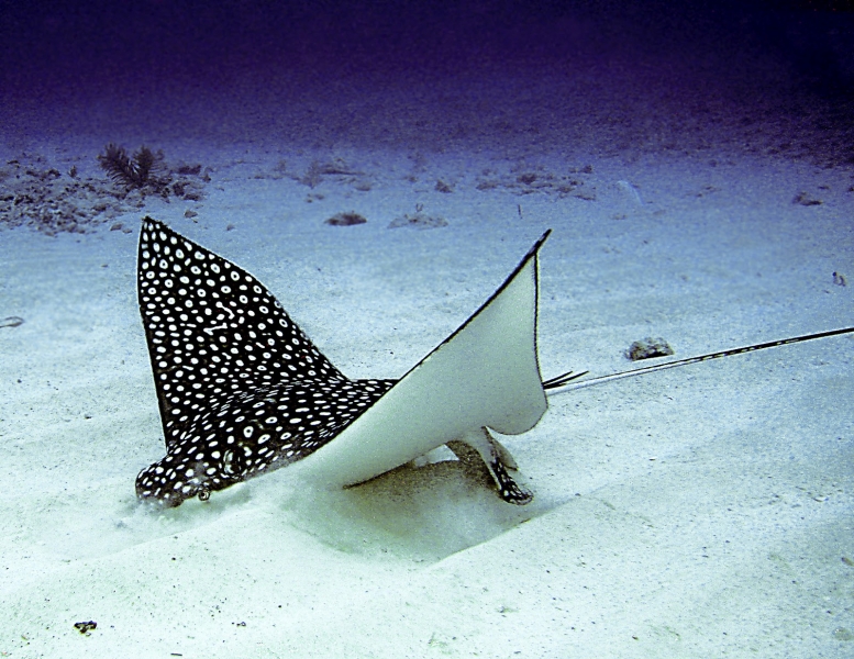 Spotted Eagle Stingray