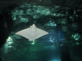 Spotted Eagle Stingray