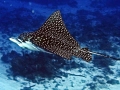 Spotted Eagle Stingray
