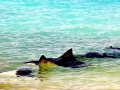 Spotted Eagle Stingray